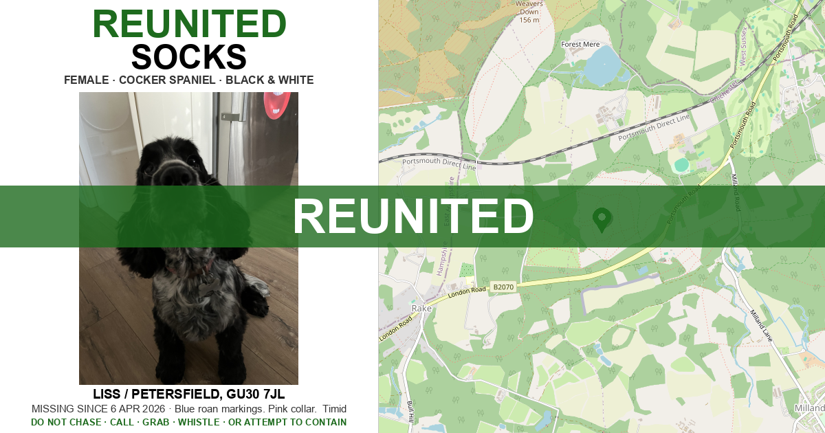 Reunited: Socks — Cocker Spaniel | Drone SAR for Lost Dogs UK