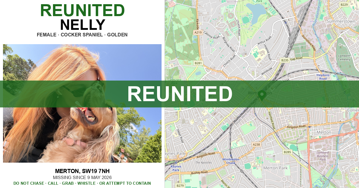 Reunited: Nelly — Cocker Spaniel | Drone SAR for Lost Dogs UK