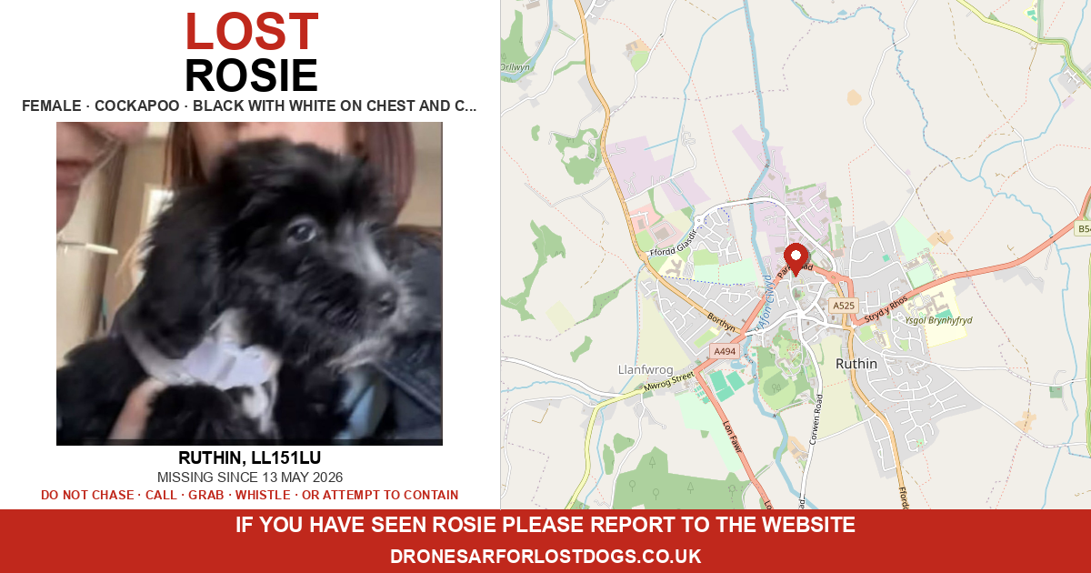 Lost: Rosie — Cockapoo | Drone SAR for Lost Dogs UK