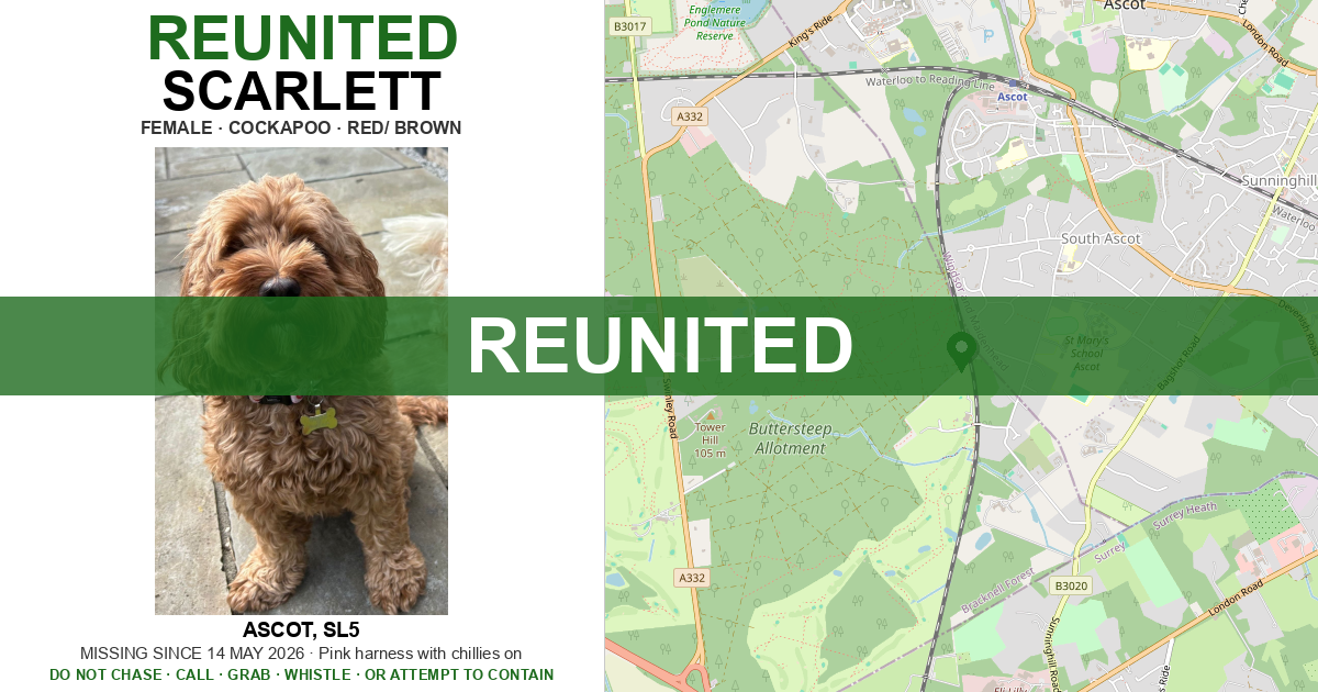 Reunited: Scarlett — Cockapoo | Drone SAR for Lost Dogs UK