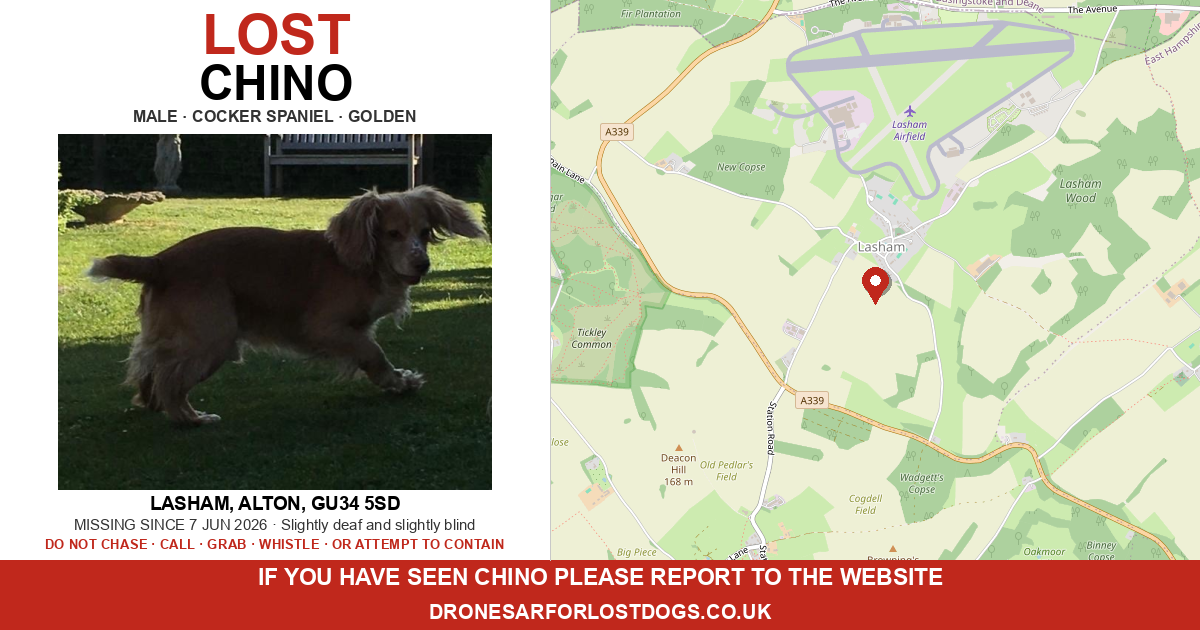 Lost: Chino — cocker spaniel | Drone SAR for Lost Dogs UK