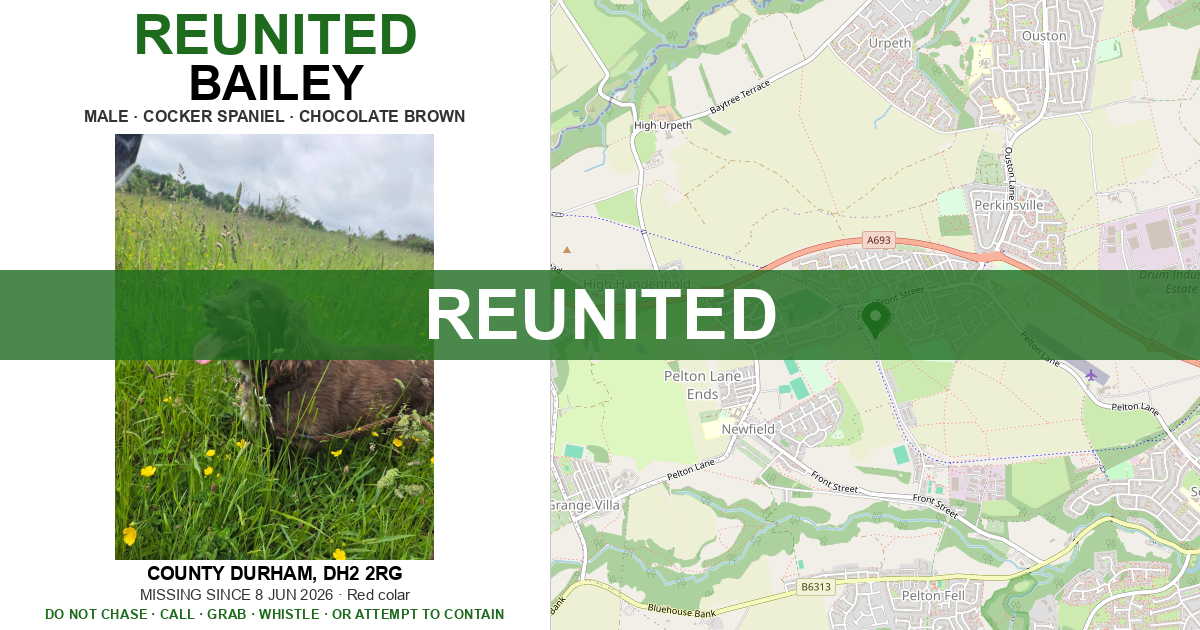 Reunited: BAILEY — Cocker Spaniel | Drone SAR for Lost Dogs UK