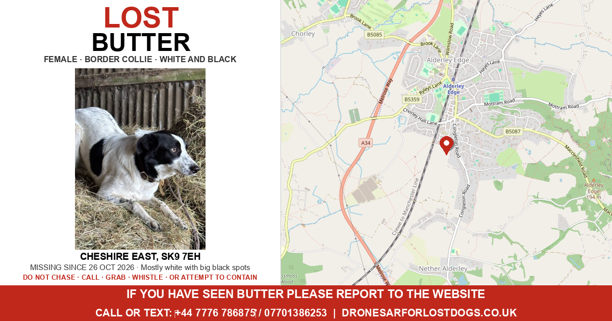Lost: Butter — Border Collie | Drone SAR for Lost Dogs UK