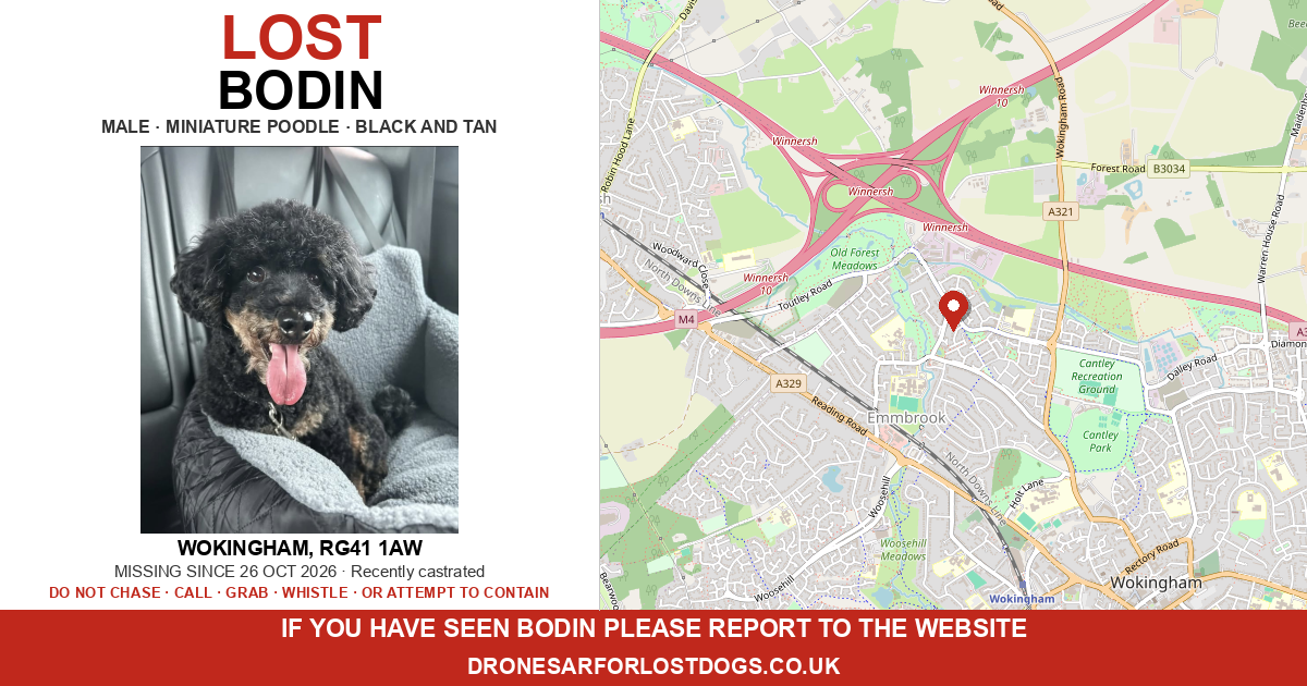 Lost: Bodin — Miniature poodle | Drone SAR for Lost Dogs UK