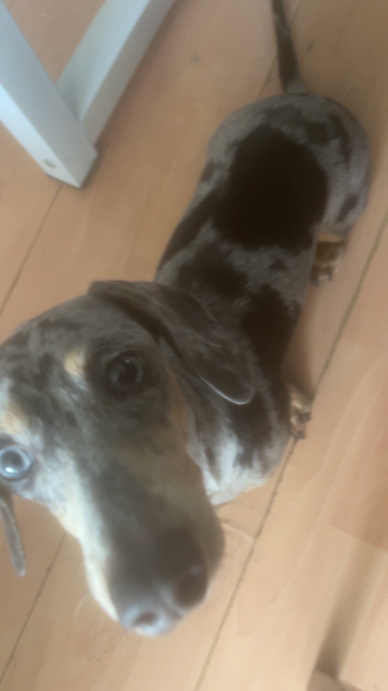 Darcie