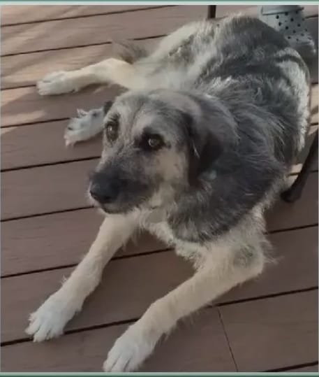 BELLA aka PEGGY