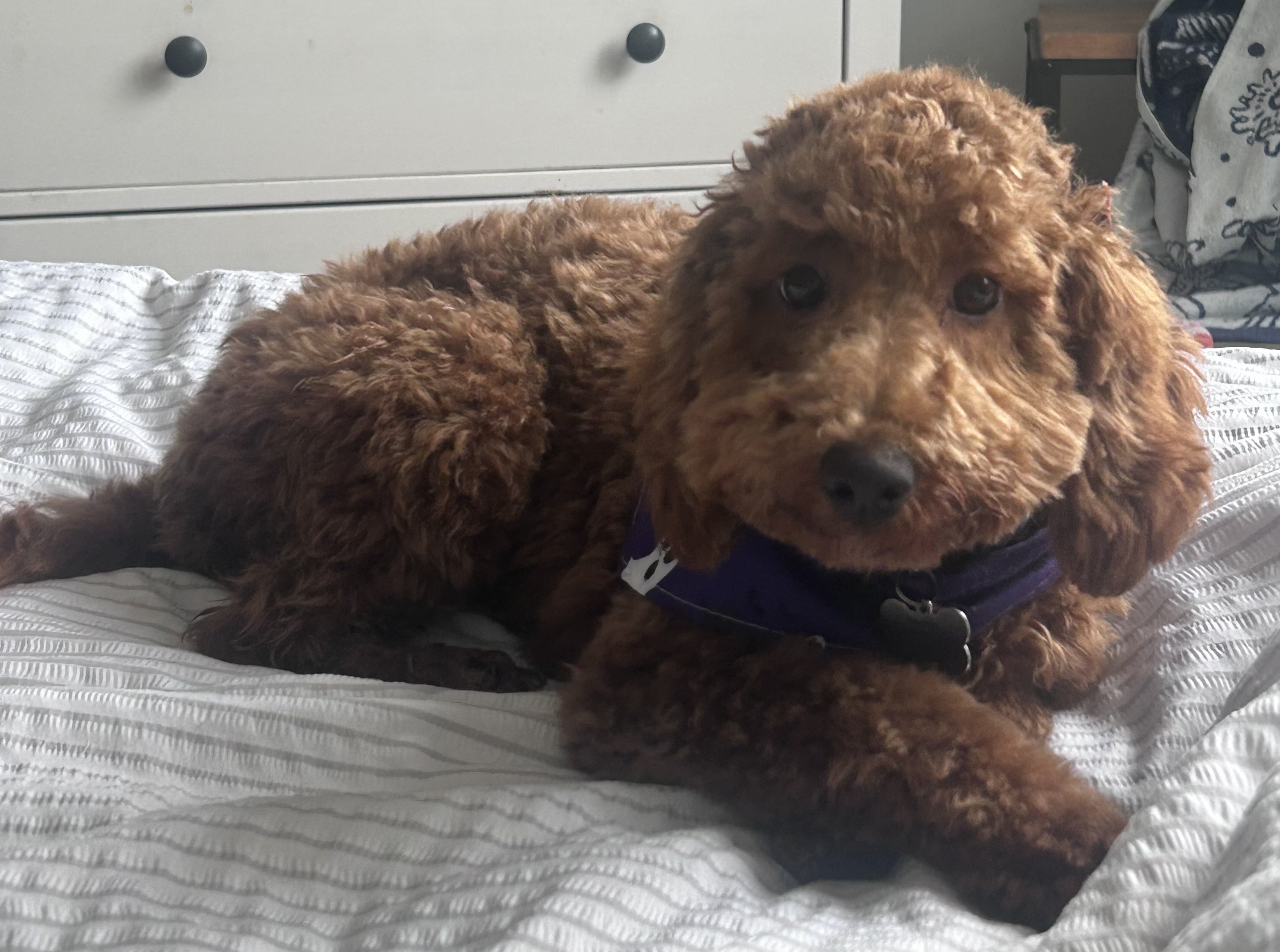 Biscuit