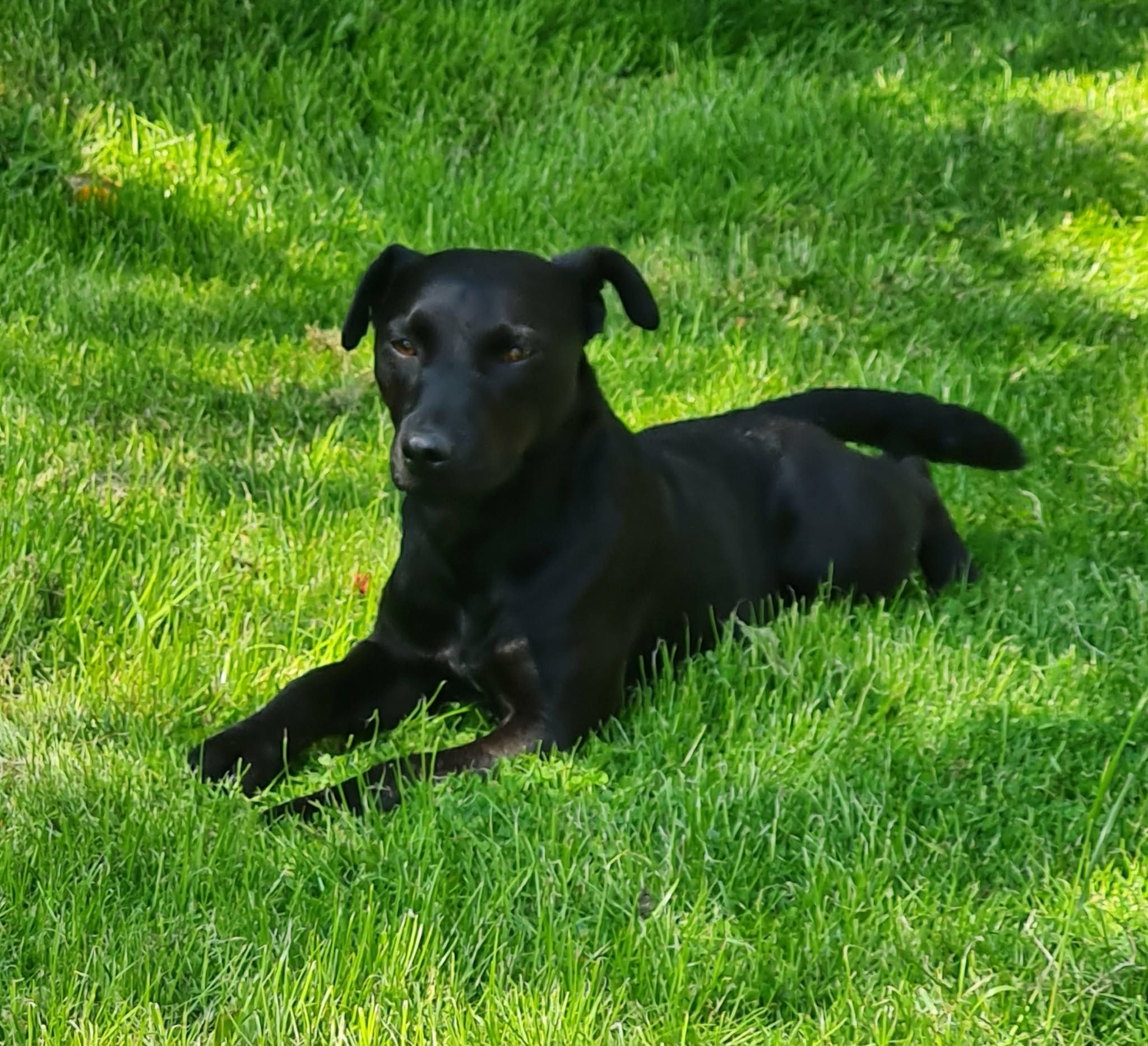 Ella