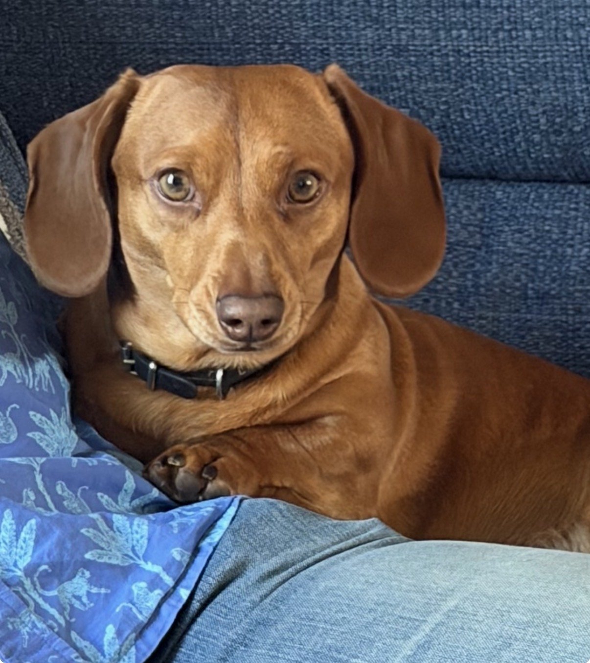 Milo