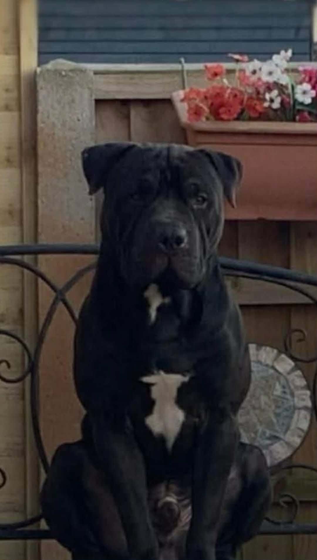 Hades