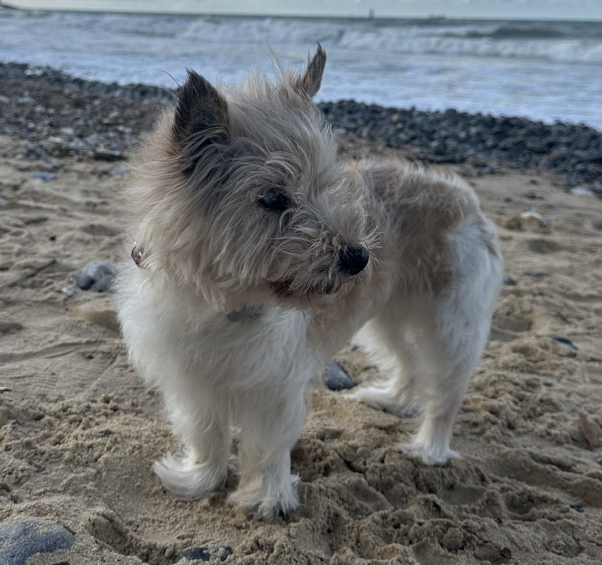 Pippin