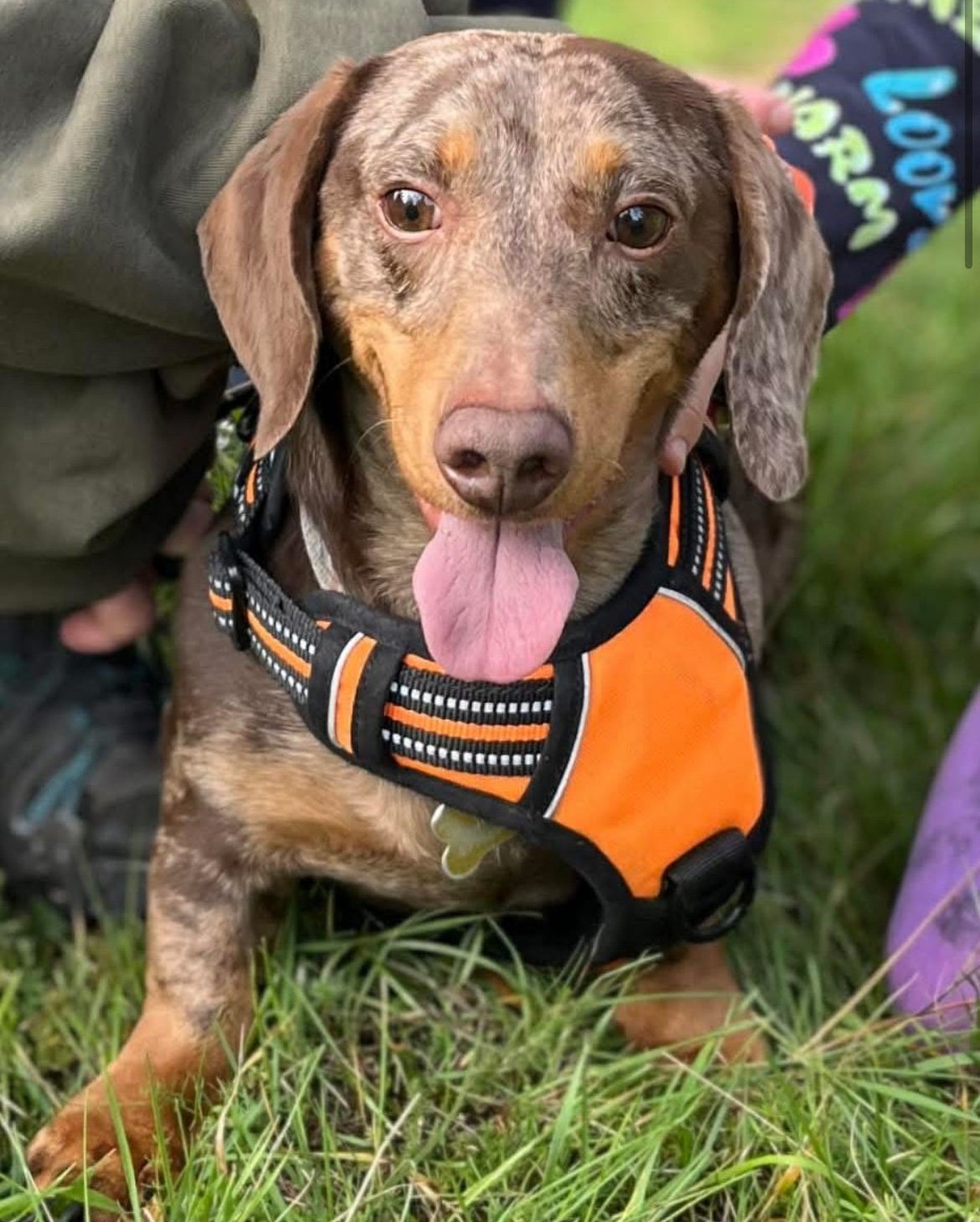 Dougie