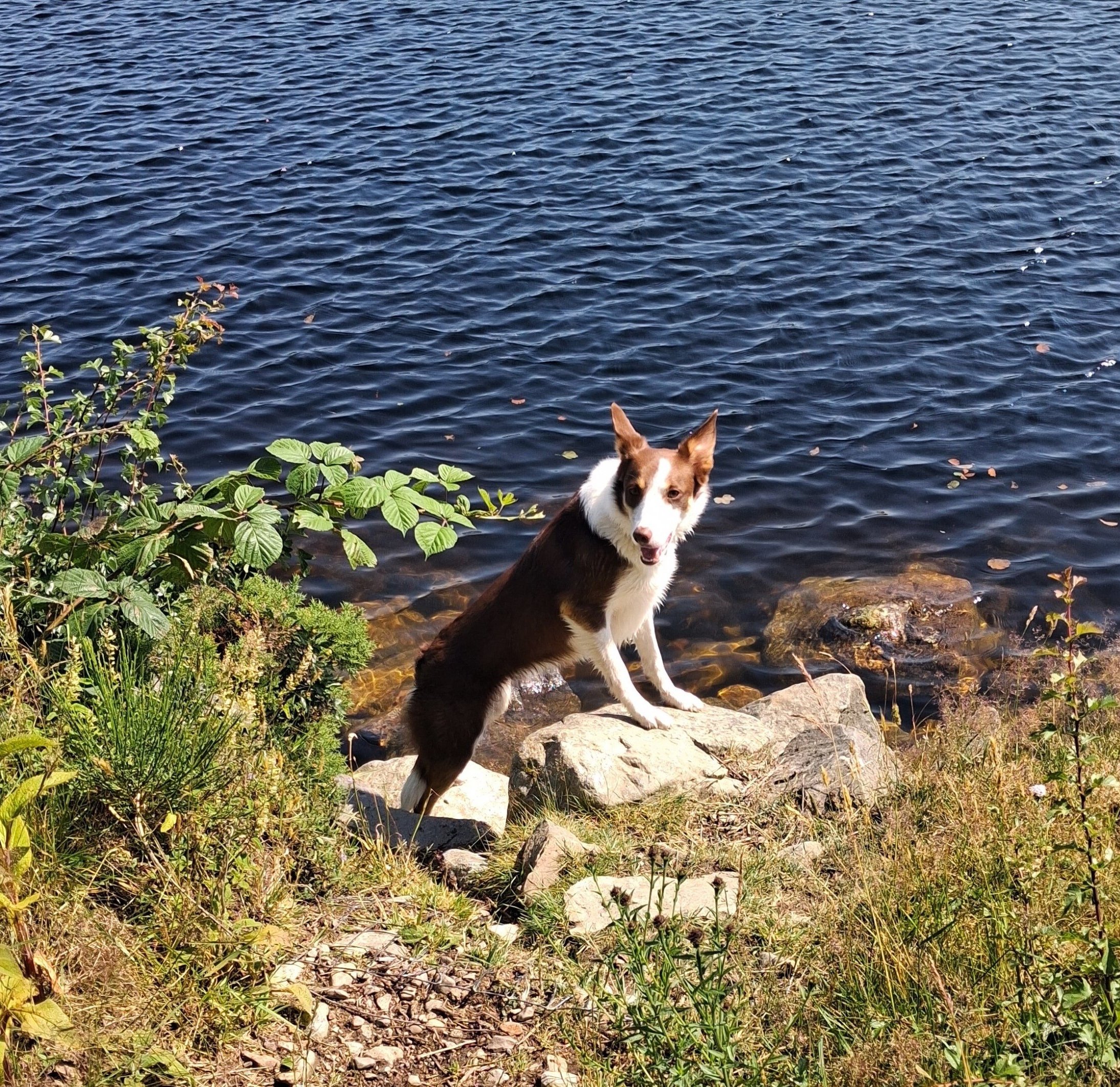 Maggie