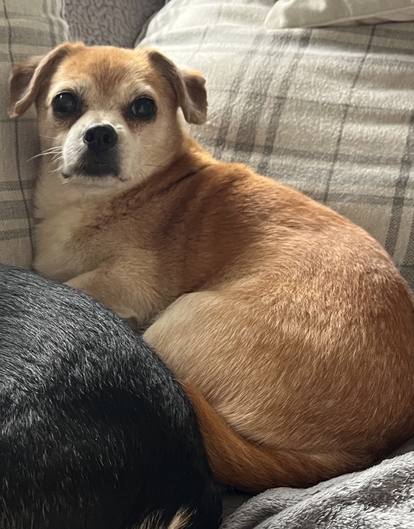 Bean