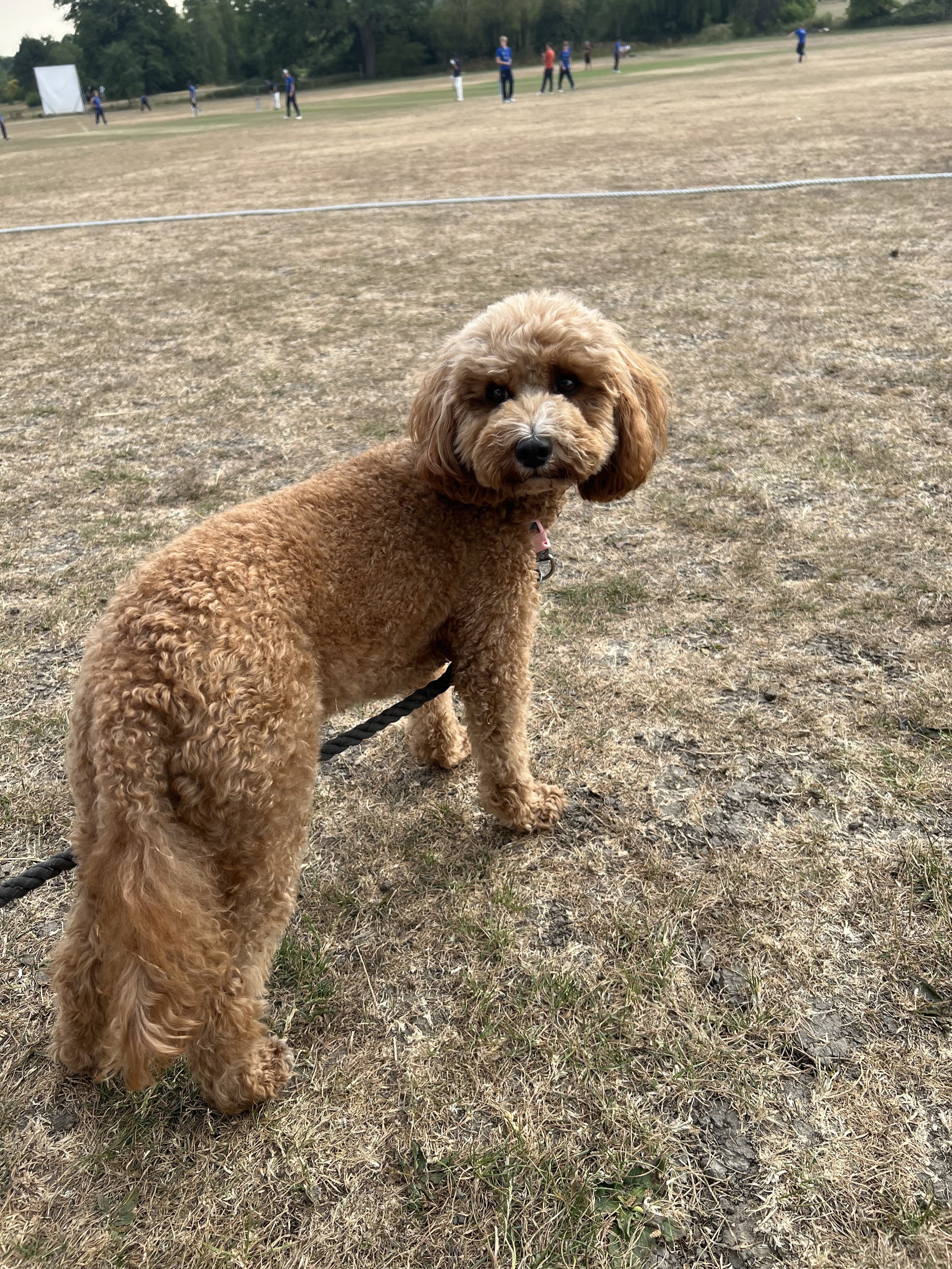 Coco