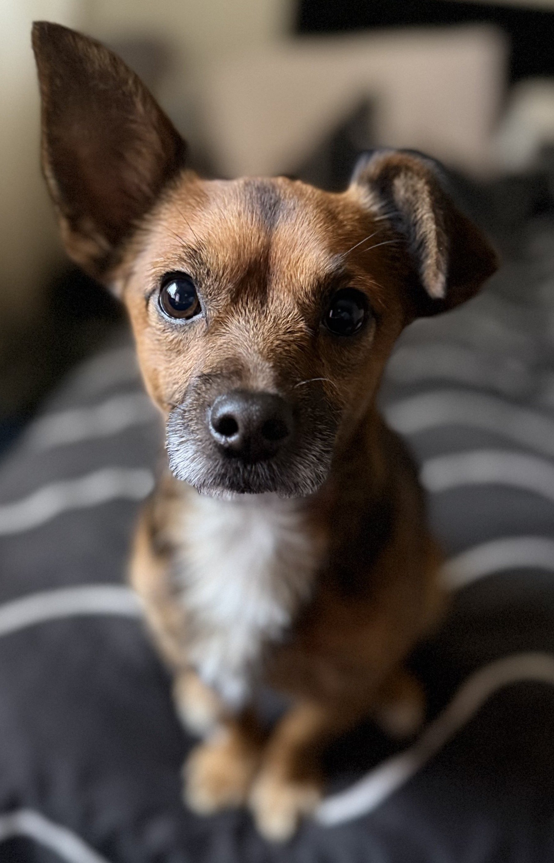 Jack