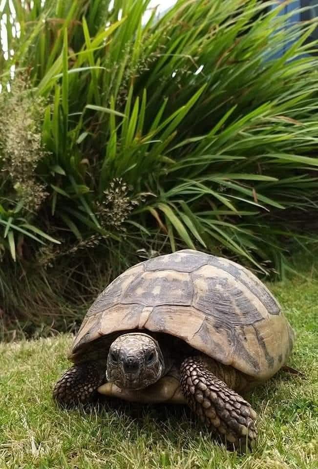 85 year old tortoise Freda