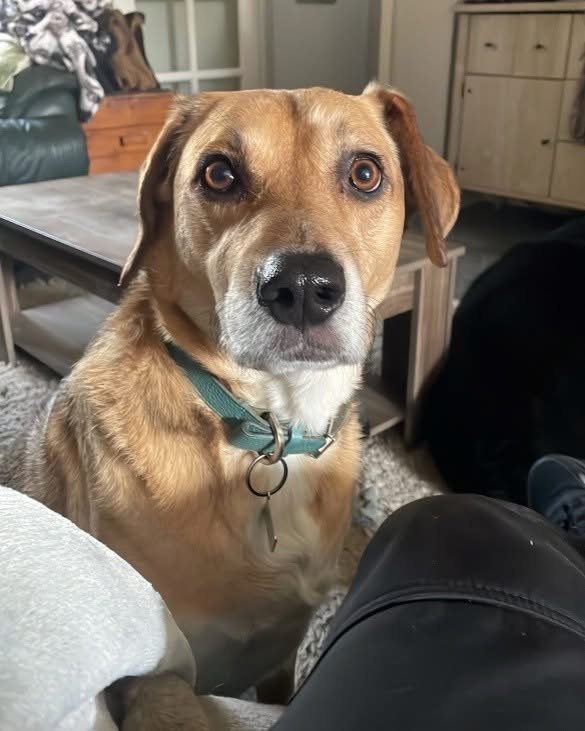 Basil