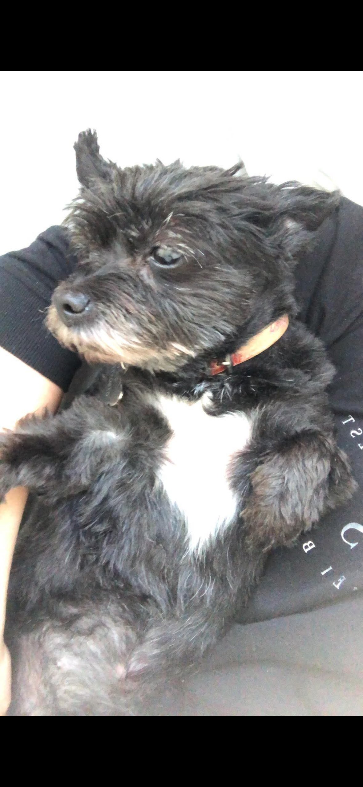 Fifi