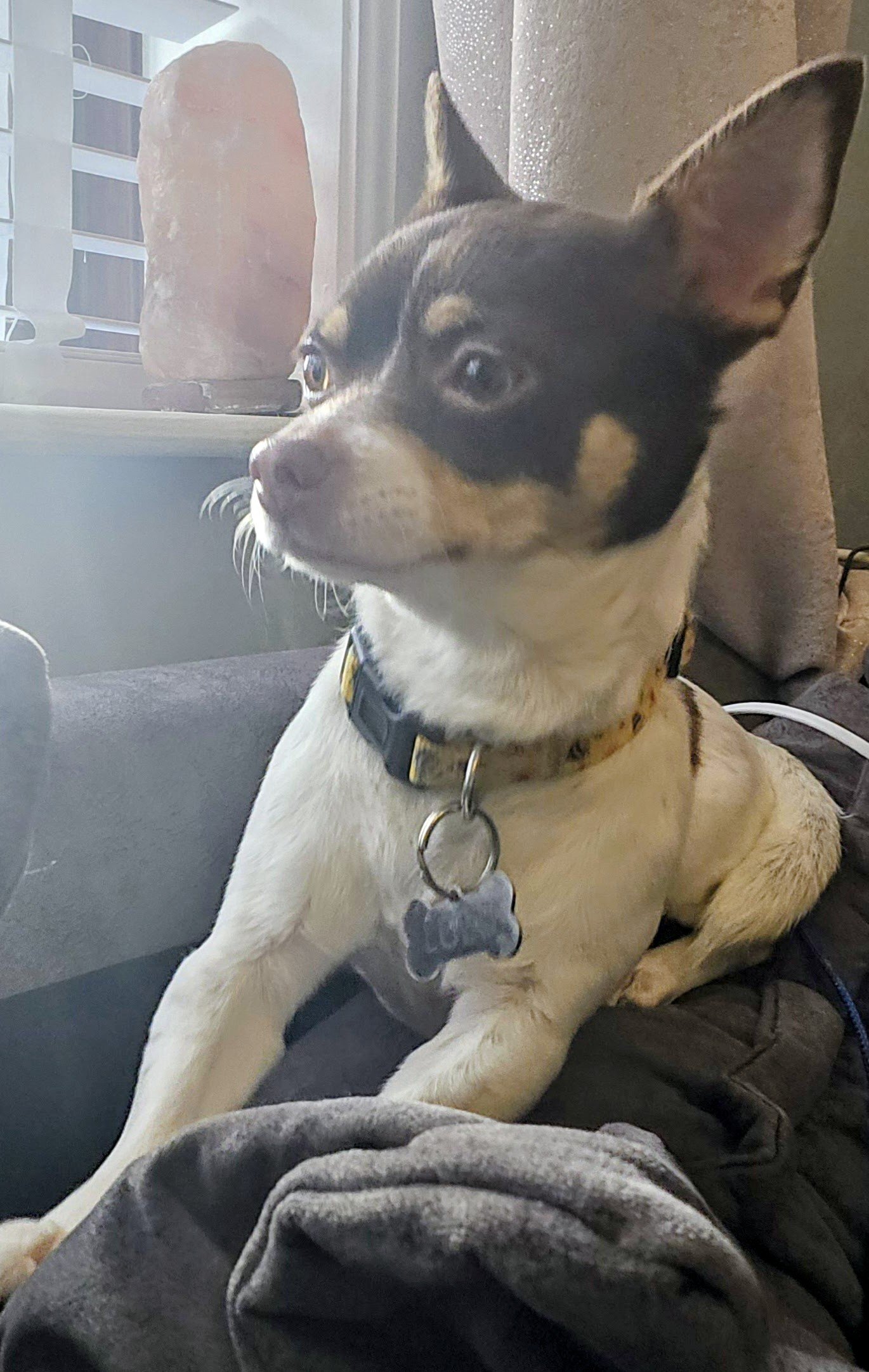 Lulu