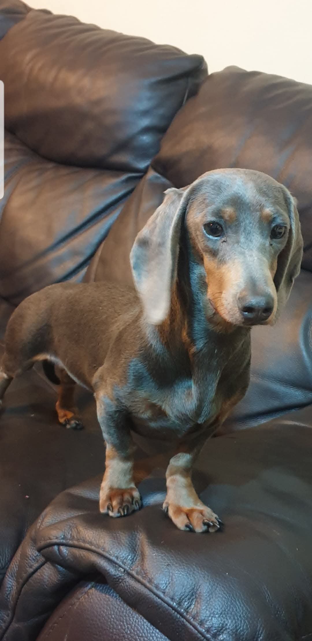 Lila