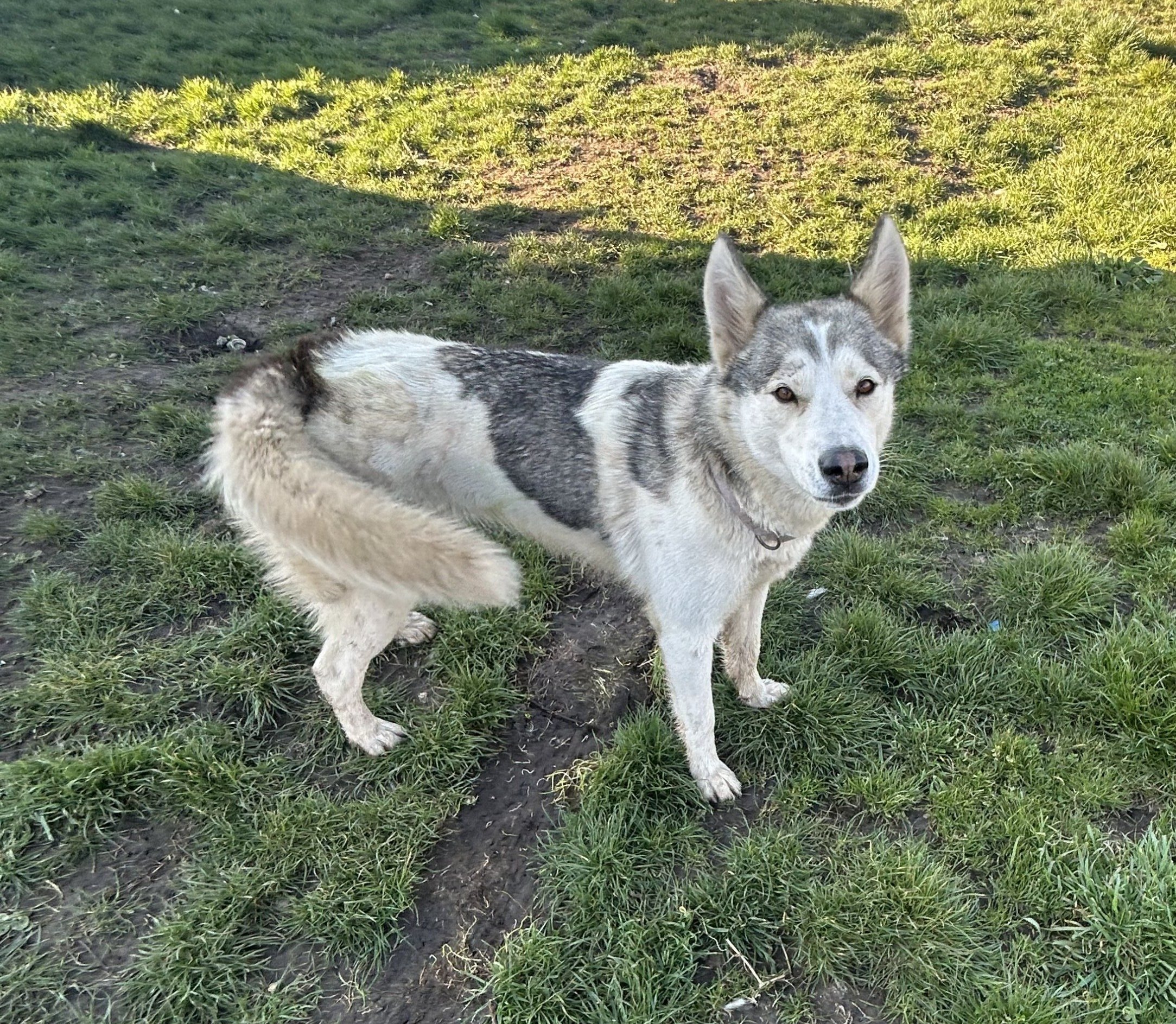 Nala