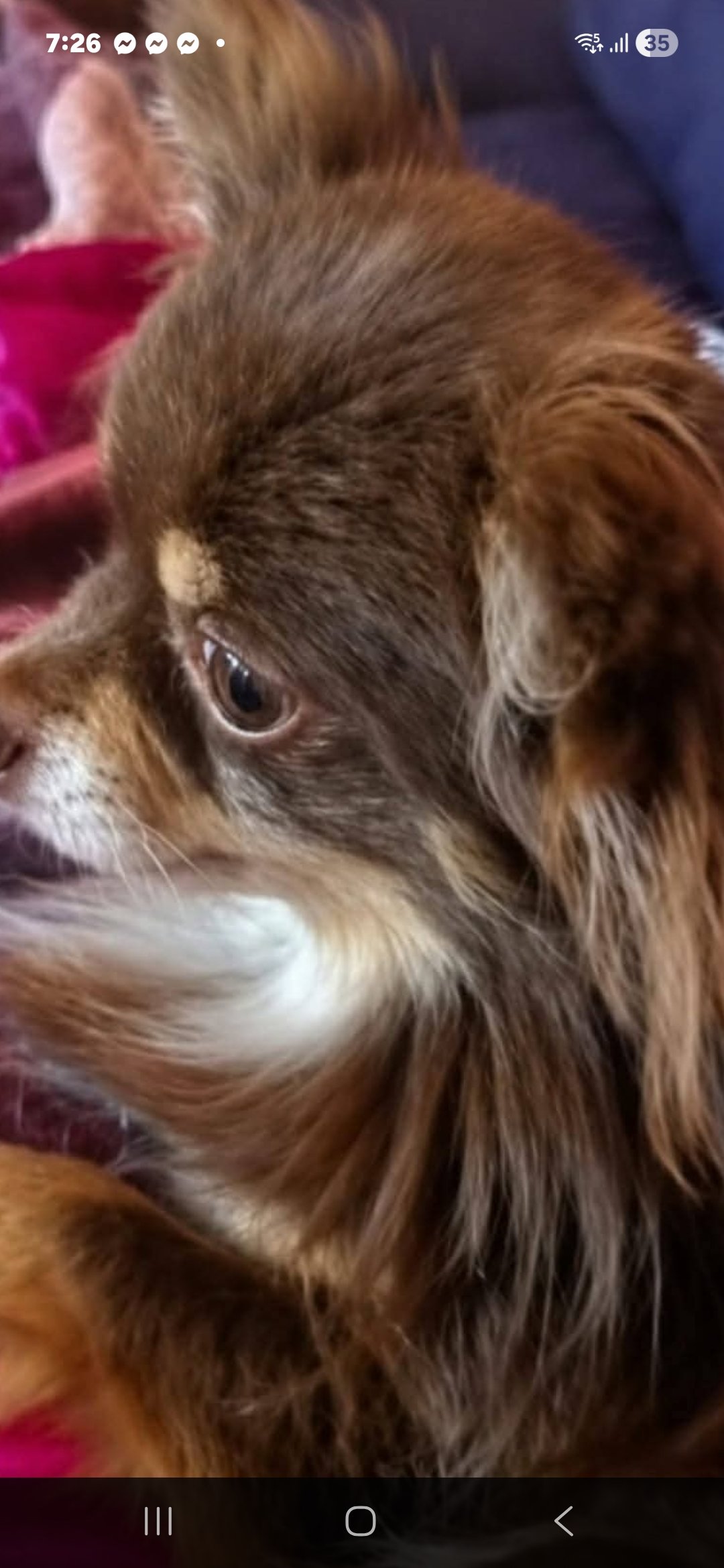 Gizmo