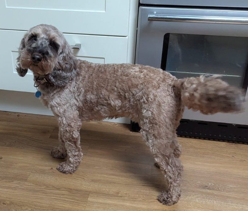 Alfie