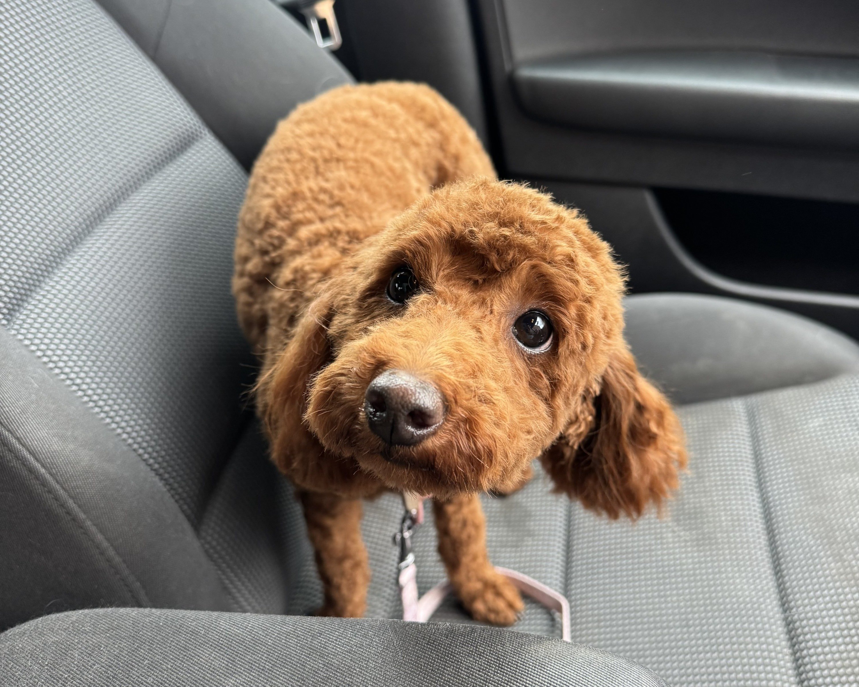 Doris