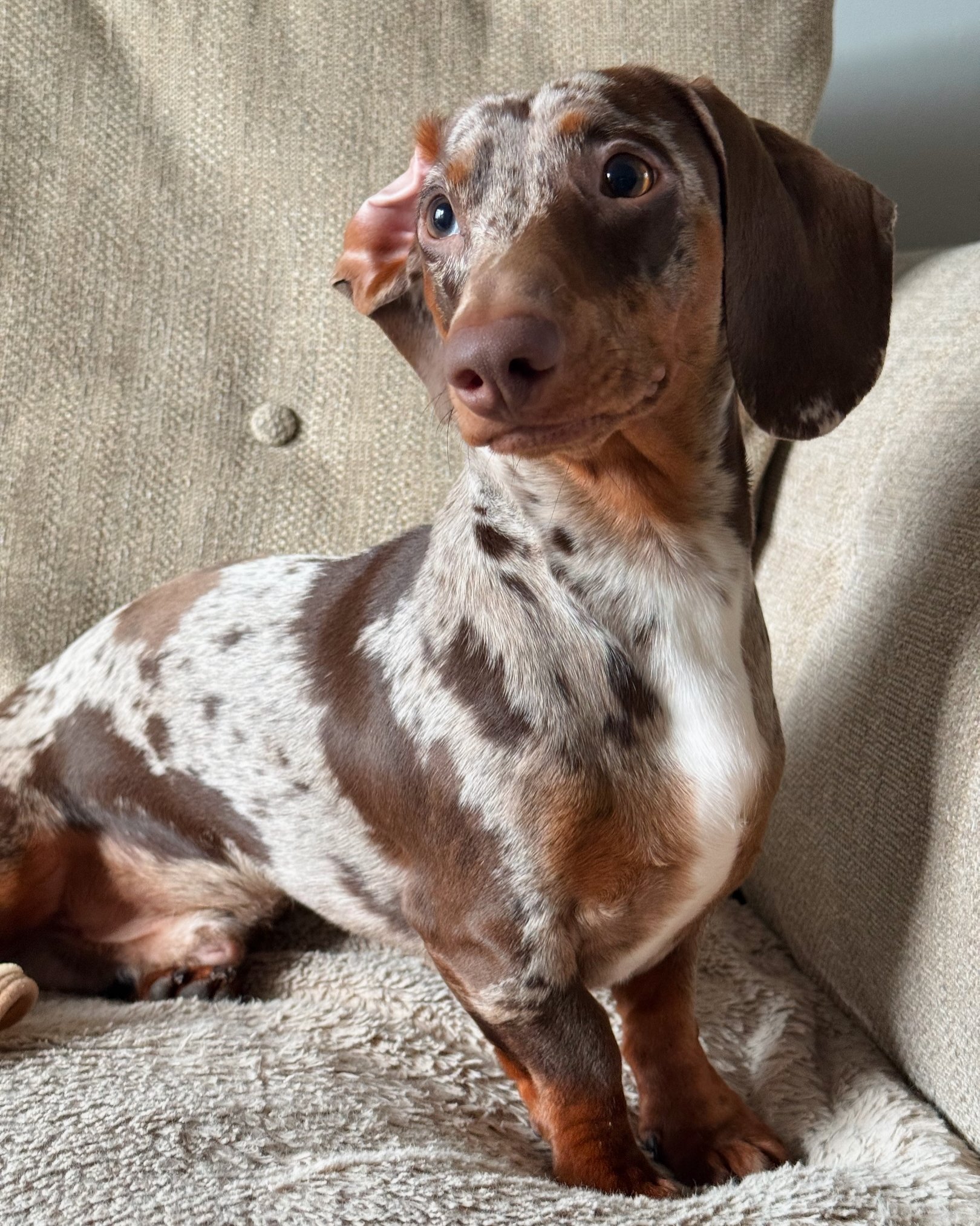 Otis