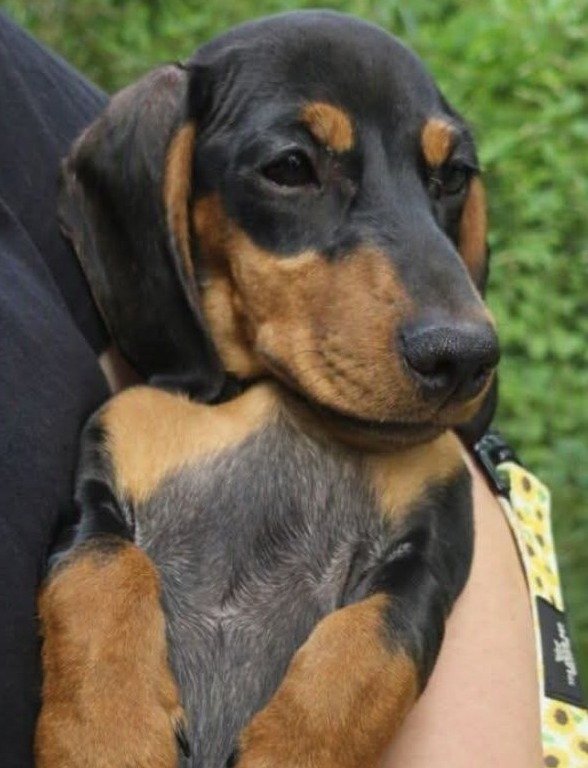 Nellie