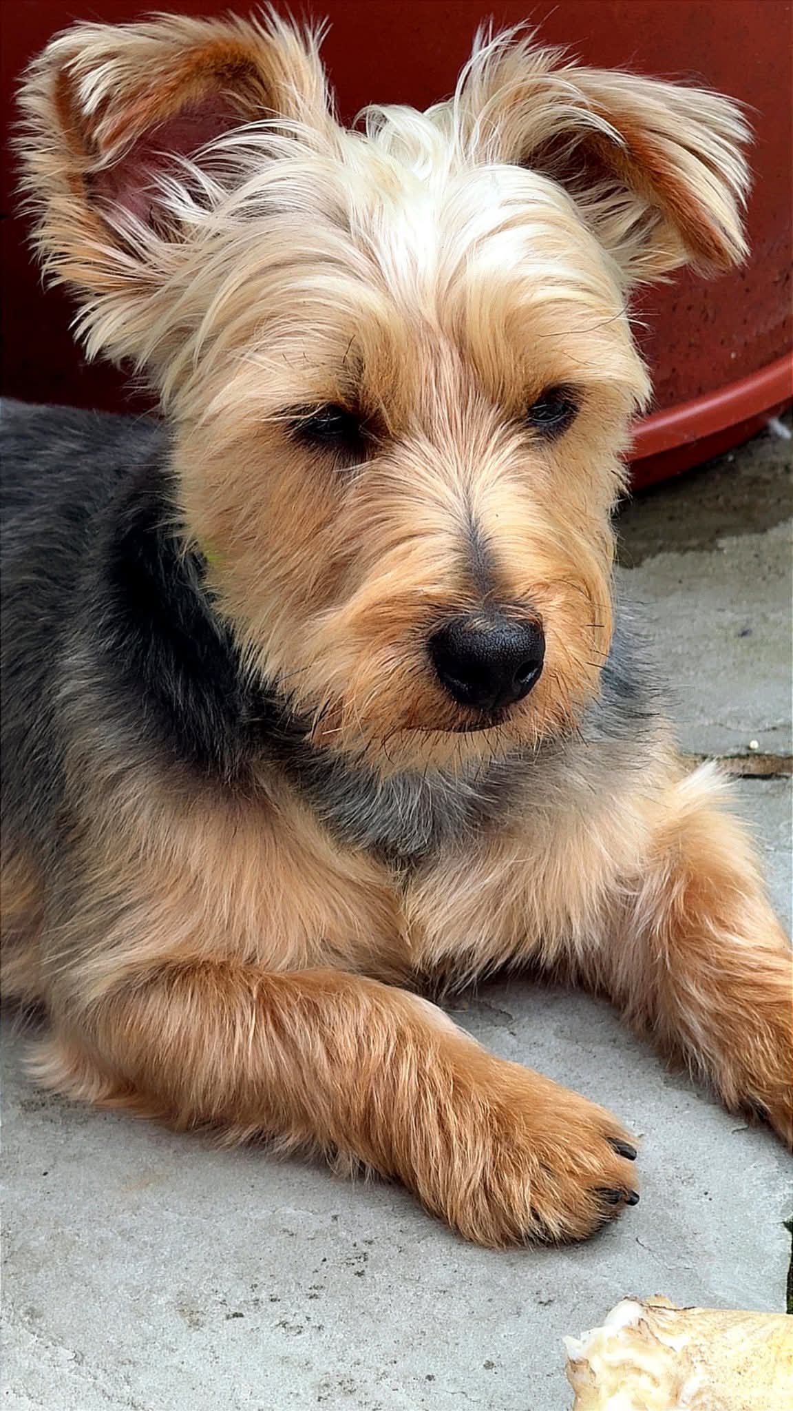 Teddy