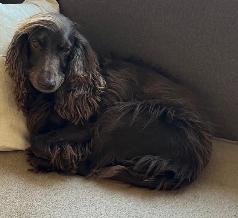 Koko