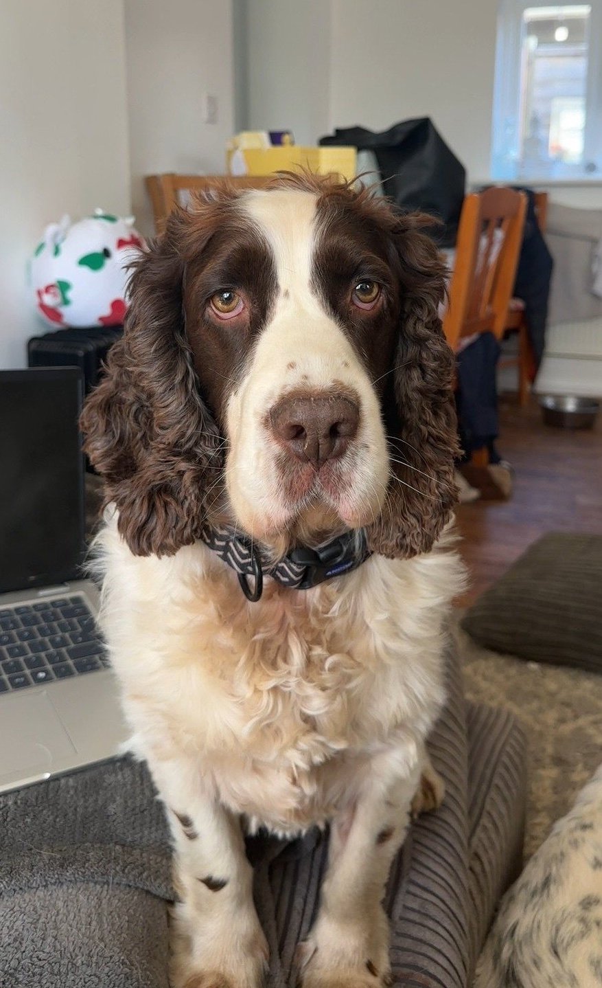 Buddy