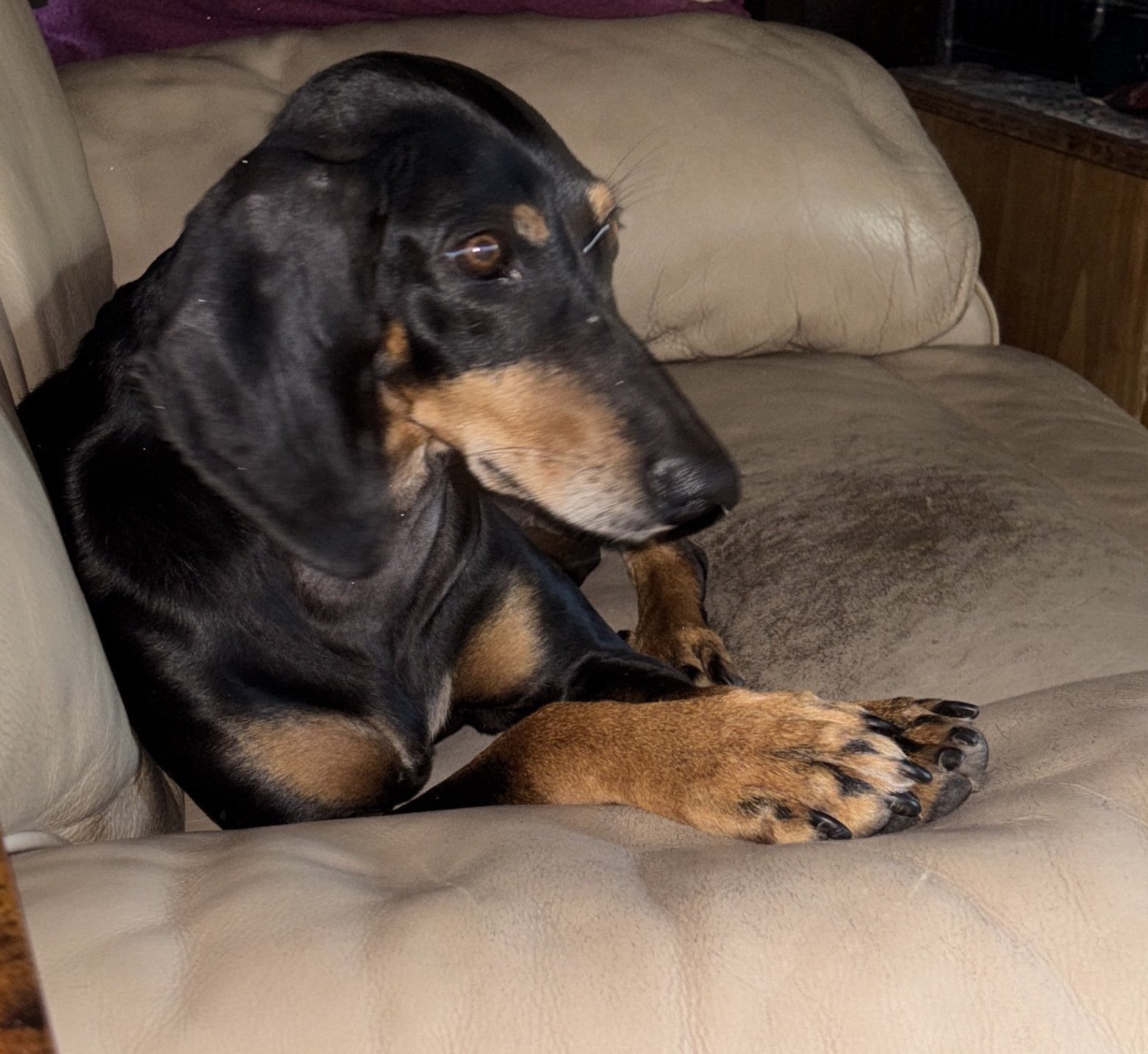 Stella