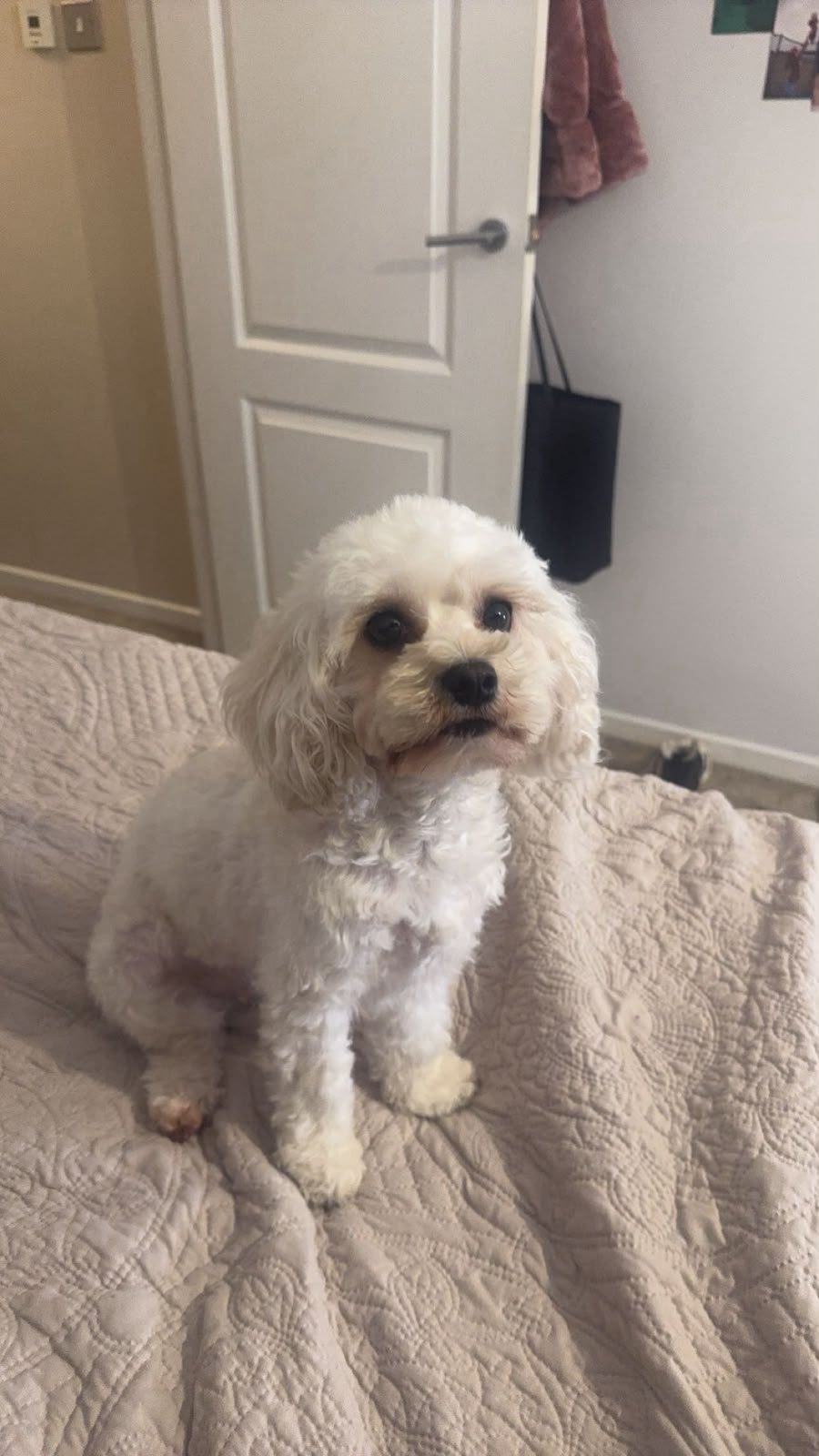 Tia