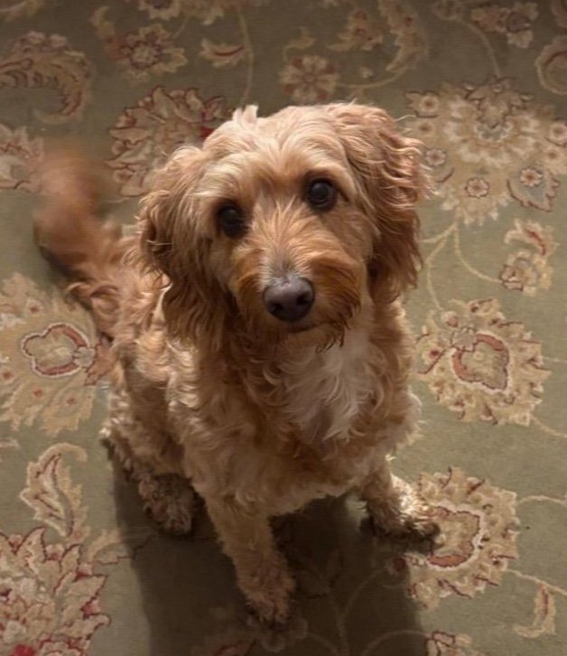 Daphne
