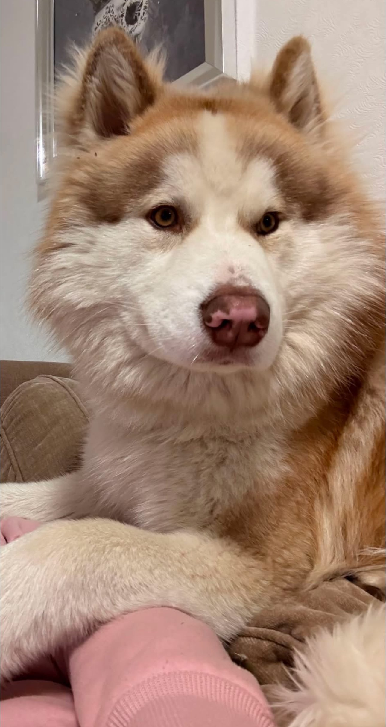 Rollo