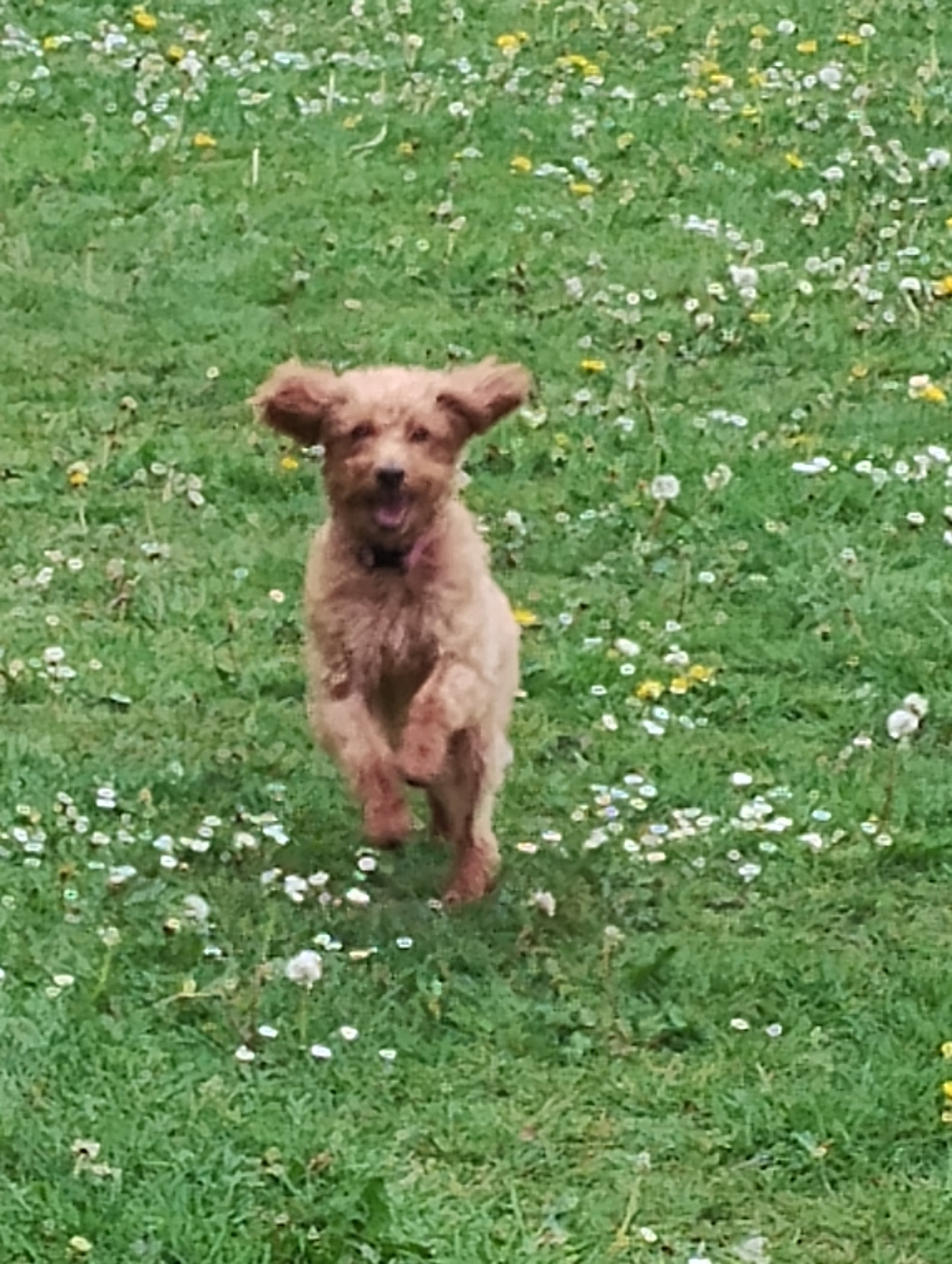 Millie