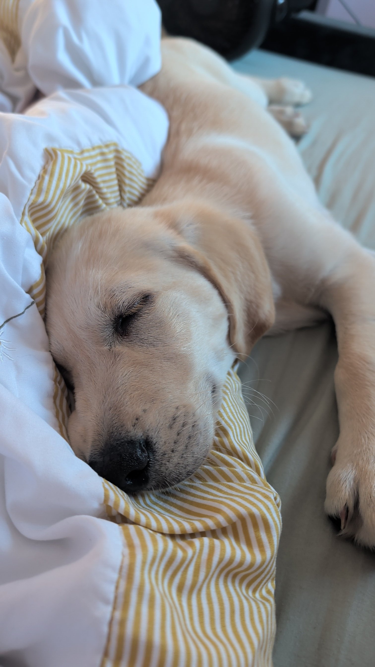 Arlo