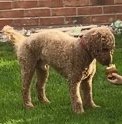 Charlie
