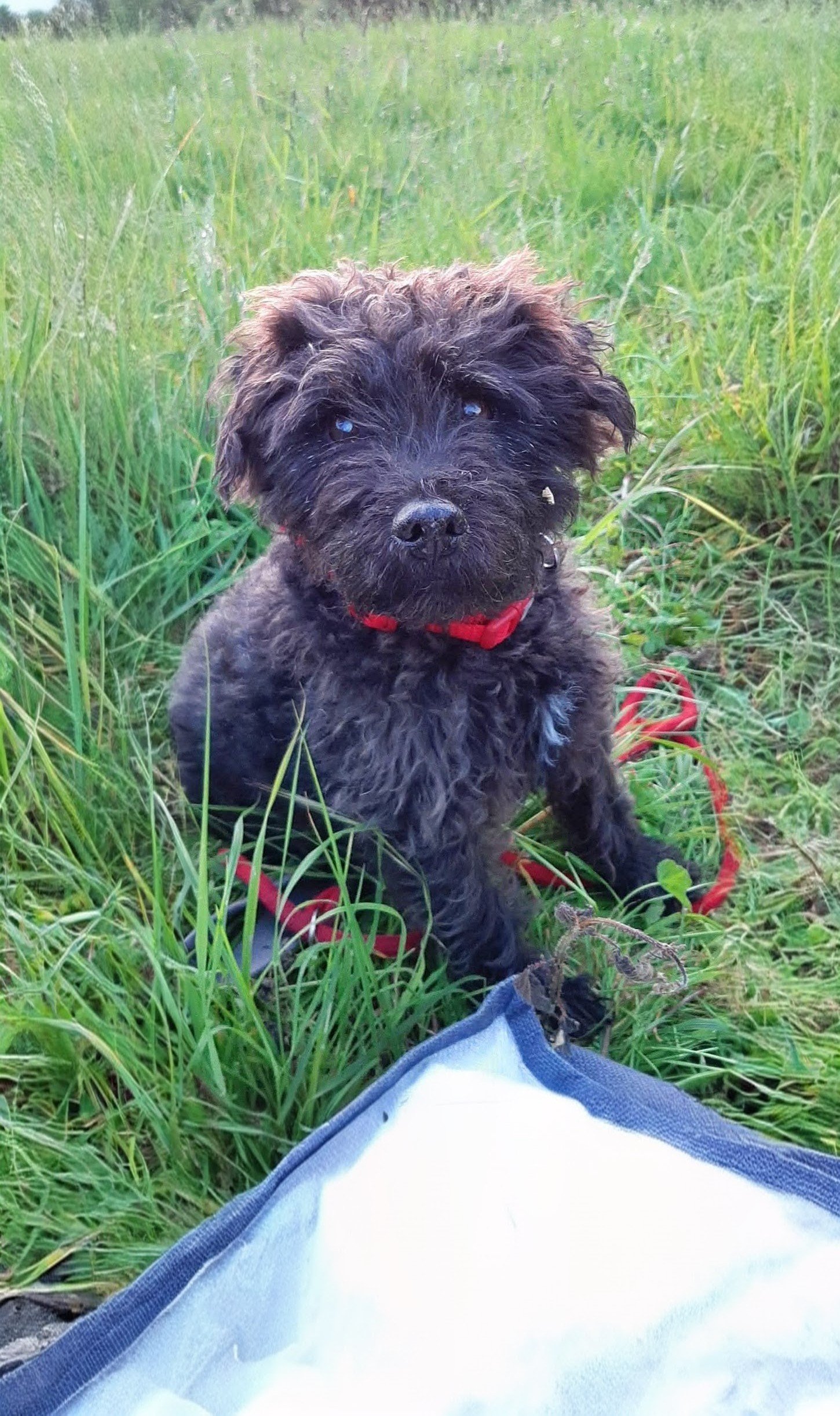 Pippa ( tag says Maxwell