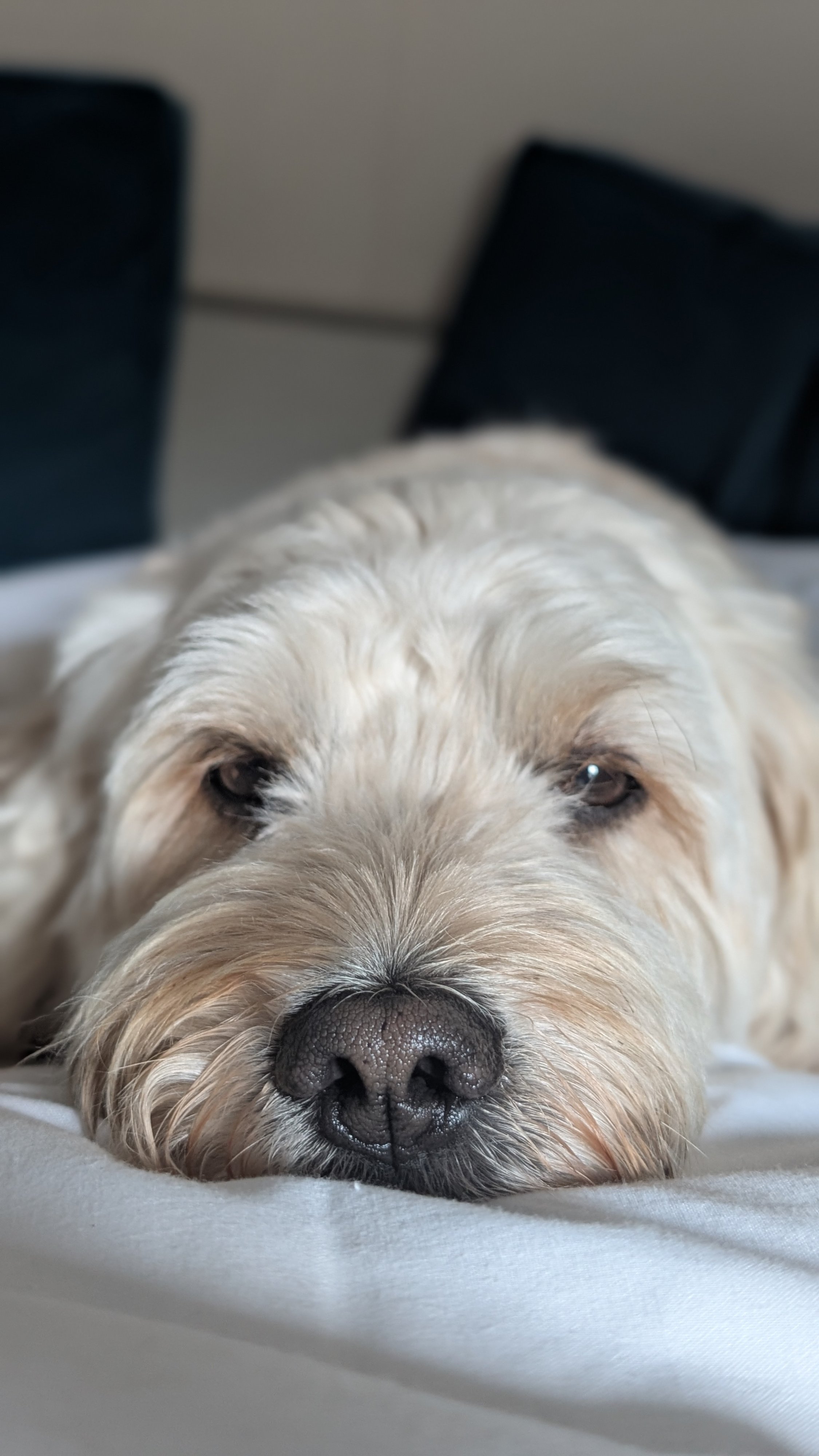Max