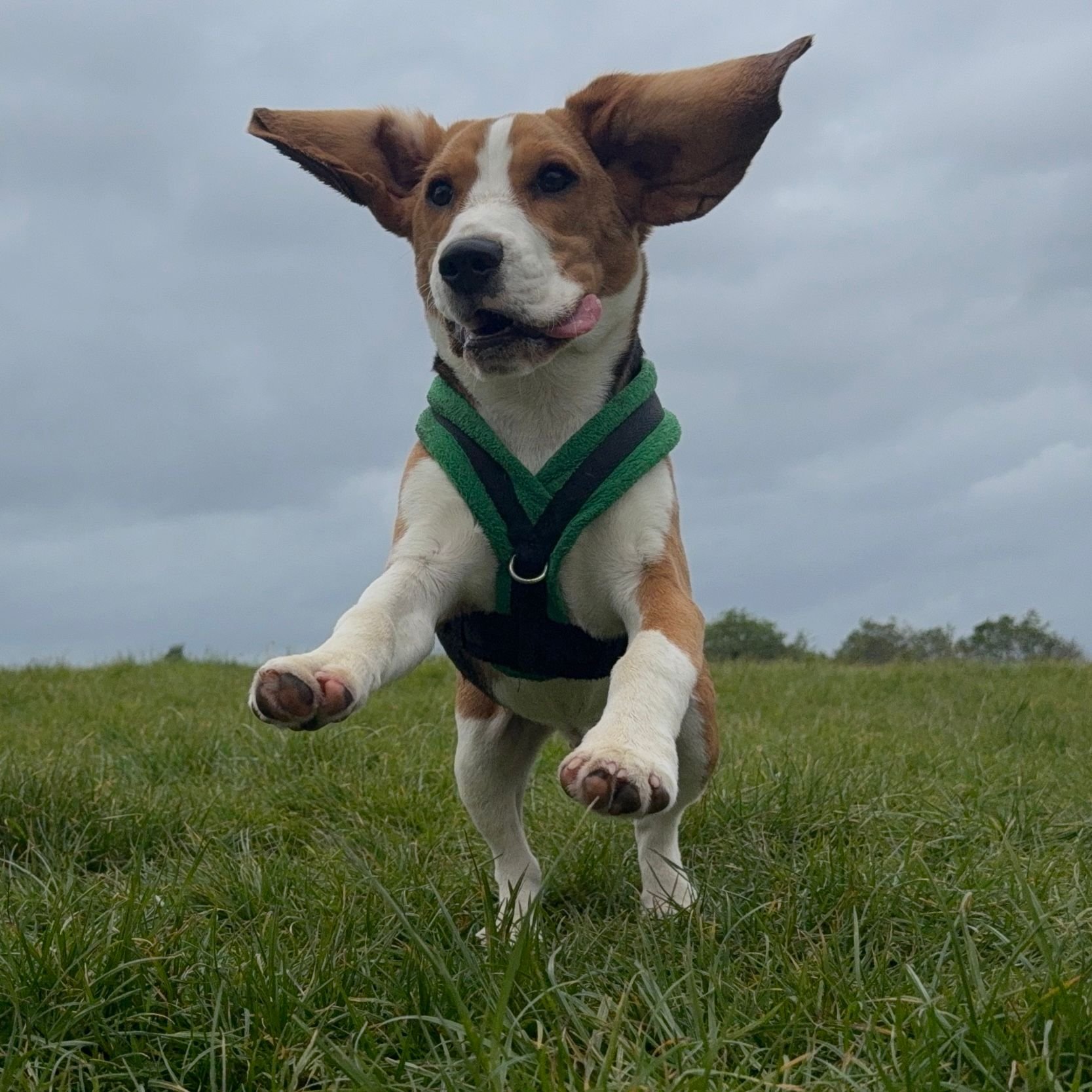 Bertie