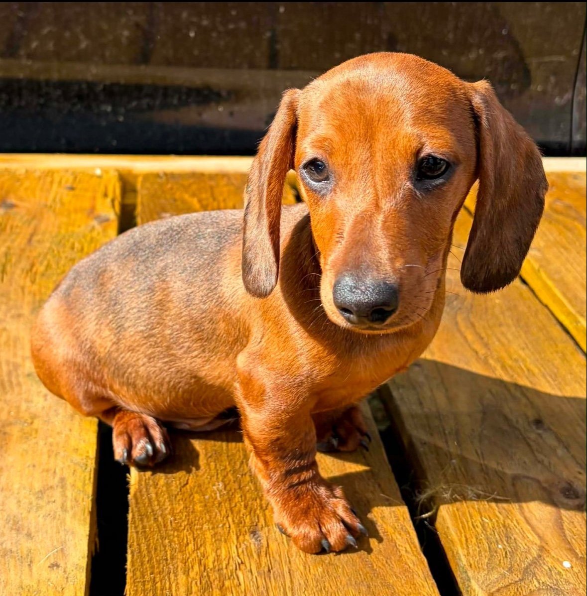 Griff