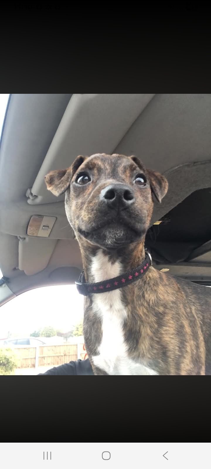 Cali