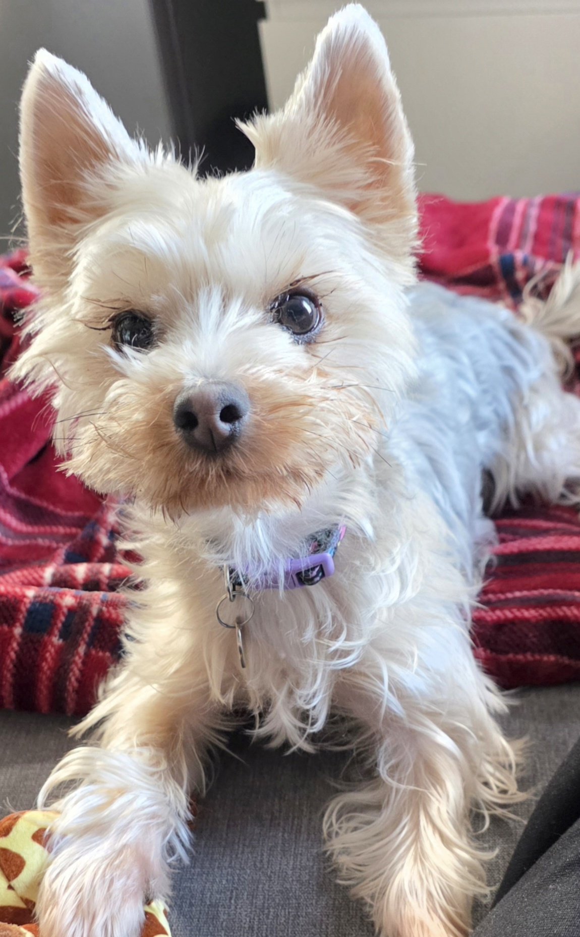 Bella
