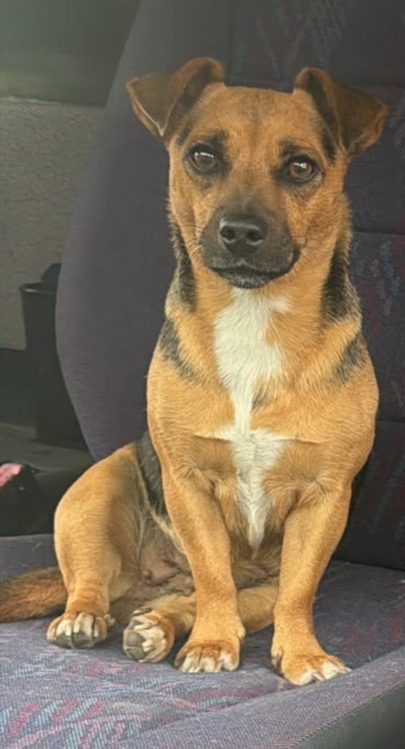 Pepper