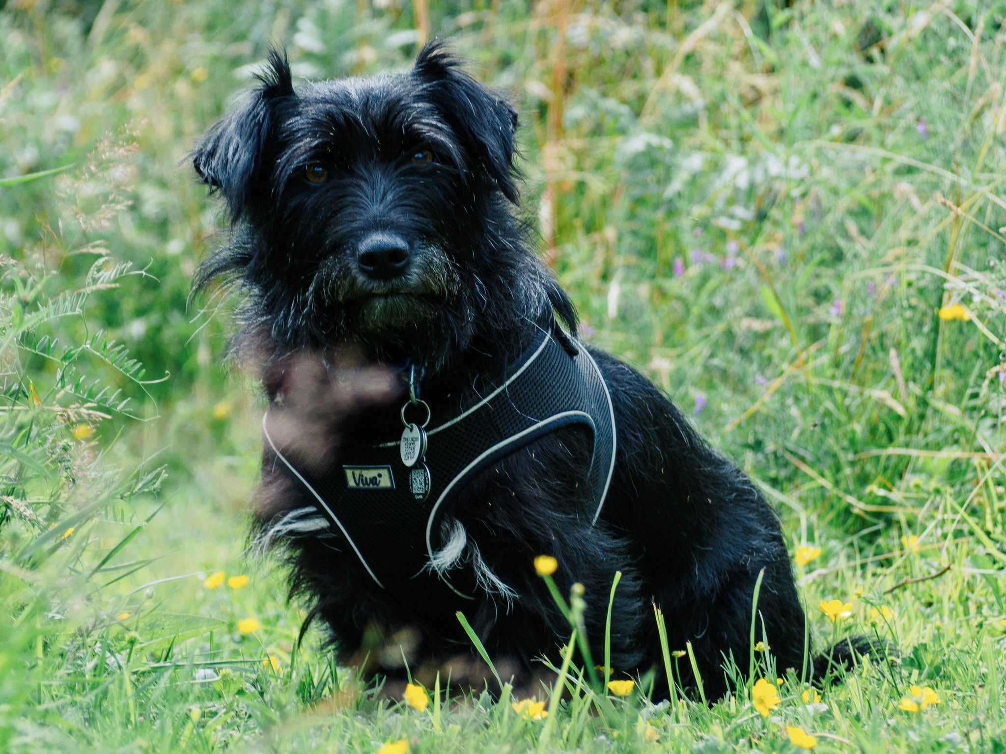 Fergus
