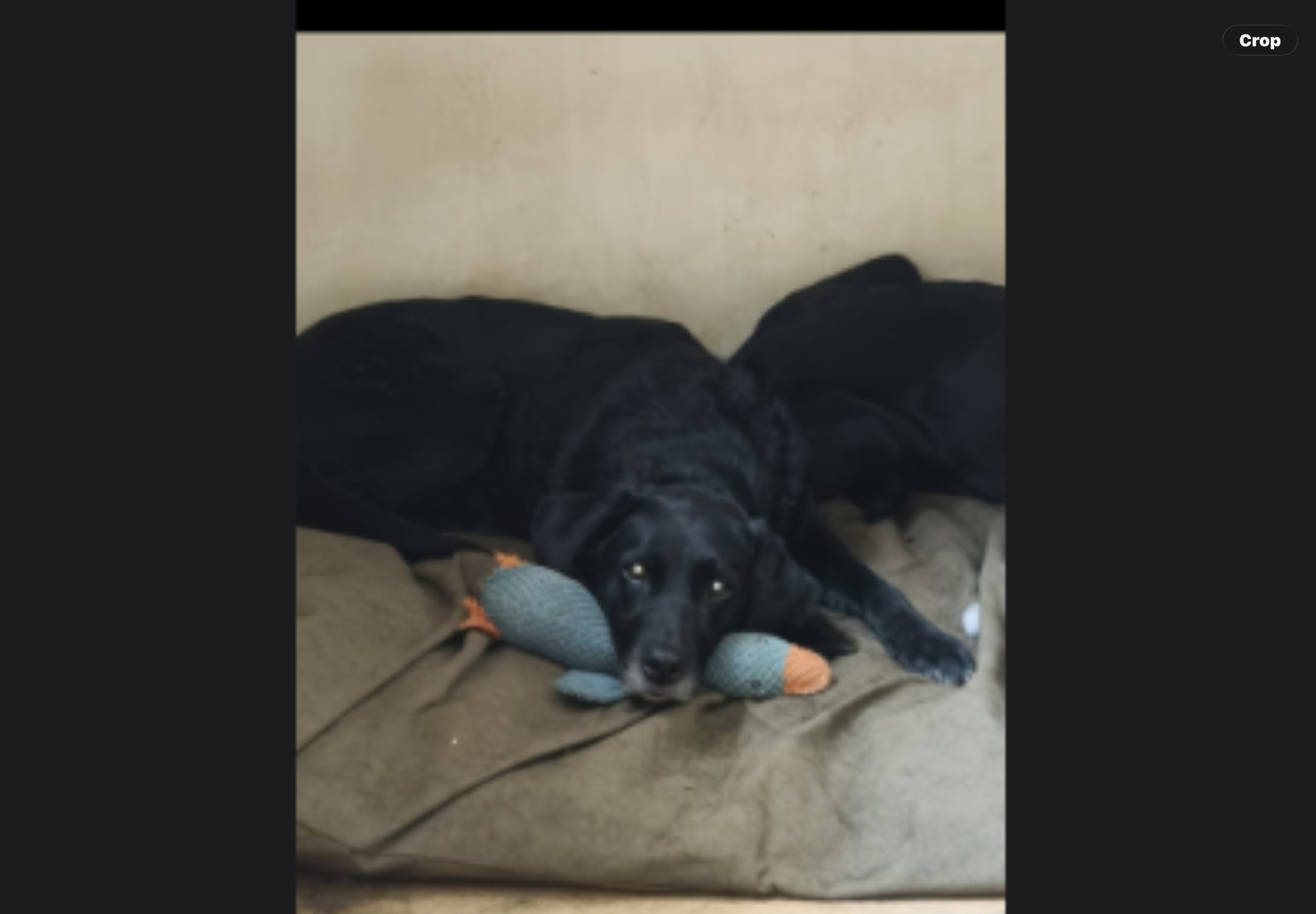 Jet